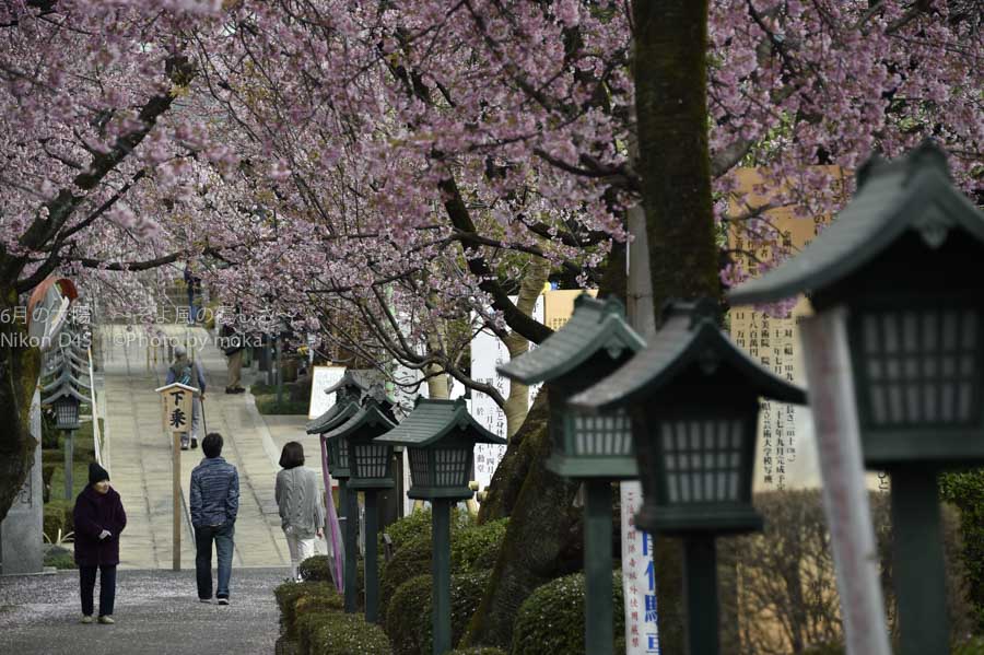 ［6］桜のトンネルはいつもの散歩コース！？