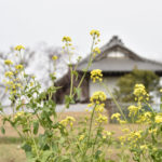 ［6］春を告げる菜の花と茅葺き屋根の家