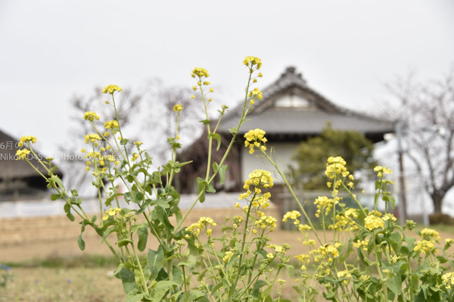 ［6］春を告げる菜の花と茅葺き屋根の家