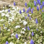 ［6］足元に広がる春の彩り