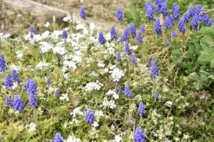 ［6］足元に広がる春の彩り