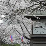 ［6］地元の桜の名所、飛鳥山公園