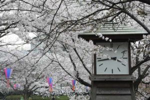 ［6］地元の桜の名所、飛鳥山公園