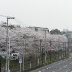 ［6］桜咲く飛鳥山公園と路面電車