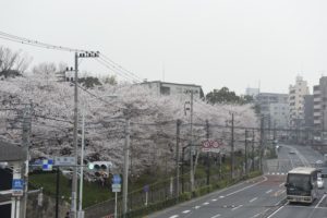 ［6］桜咲く飛鳥山公園と路面電車