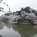 ［6］2015年も千鳥ヶ淵の桜は別格です！！