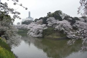 ［6］2015年も千鳥ヶ淵の桜は別格です！！