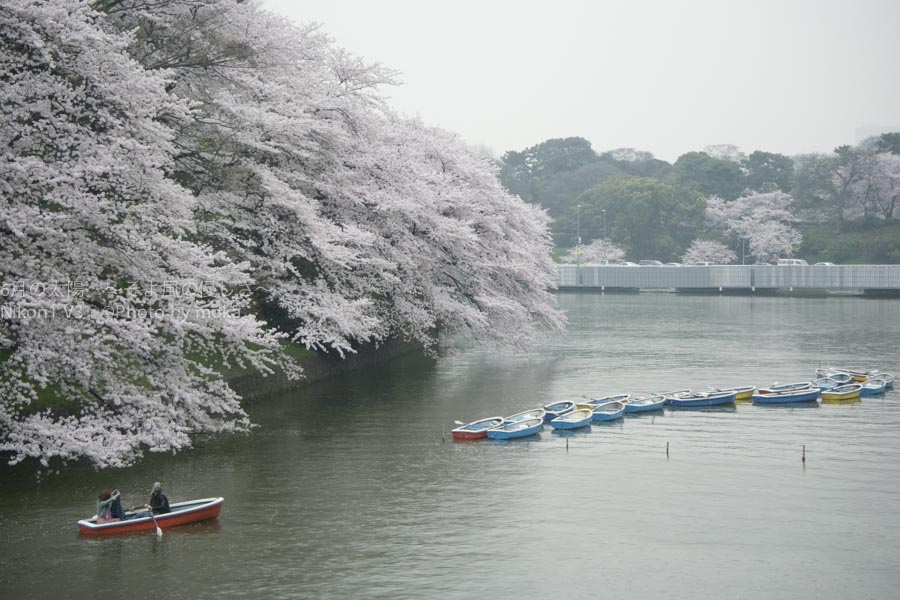 ［6］桜を見ながらボートデート