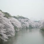 ［6］水辺に咲く桜並木のの絶景