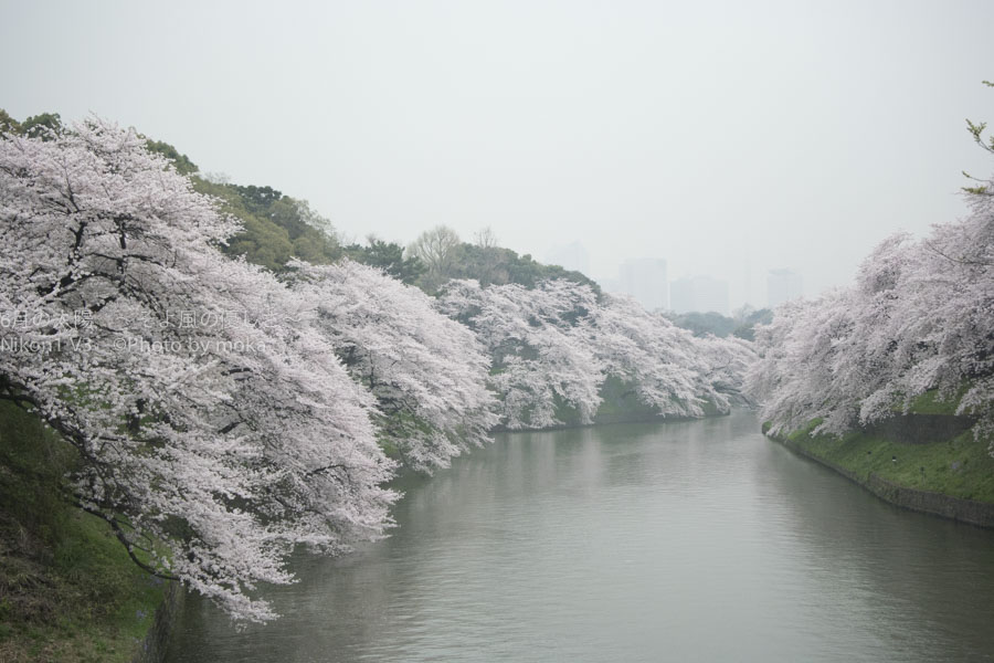 ［6］水辺に咲く桜並木のの絶景