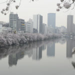 ［6］外堀沿いに咲く桜並木と線路