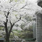 ［6］桜吹雪の真ん中で