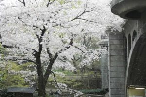 ［6］桜吹雪の真ん中で