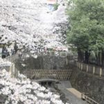 ［6］2015年の桜は雨だった・・