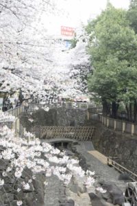 ［6］2015年の桜は雨だった・・