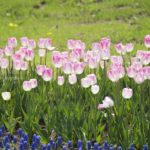 ［6］2015年、昭和記念公園のチューリップ畑