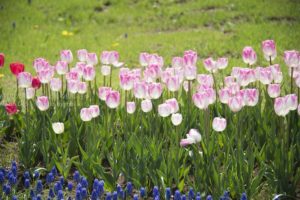 ［6］2015年、昭和記念公園のチューリップ畑