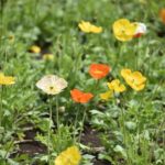 ［6］花畑から花畑へ駆けずり回る！