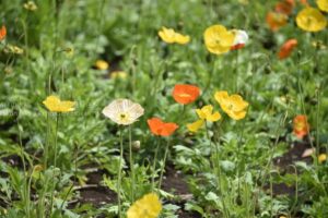 ［6］花畑から花畑へ駆けずり回る！