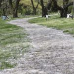 ［6］白い桜の雨が地面を白く濡らしていく