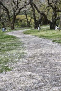 ［6］白い桜の雨が地面を白く濡らしていく