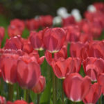 ［6］原色が眩しいチューリップ！