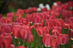 ［6］原色が眩しいチューリップ！