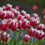 ［6］２０１５年、一番のチューリップ！