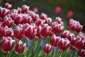 ［6］２０１５年、一番のチューリップ！