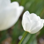 ［6］咲いた咲いたチューリップの花が。