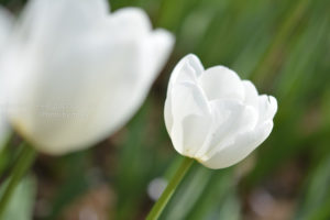 ［6］咲いた咲いたチューリップの花が。