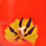 ［6］マクロレンズで迫るチューリップの世界