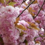 ［6］過ぎ去ったはずの桜が満開です！！