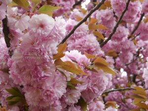 ［6］過ぎ去ったはずの桜が満開です！！