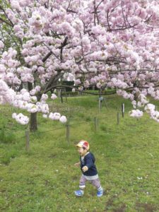 ［6］満開の桜の下で！