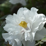 ［6］大輪の花、牡丹に酔いしれる