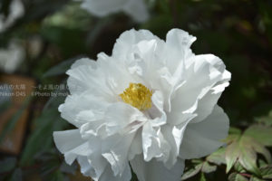 ［6］大輪の花、牡丹に酔いしれる
