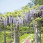 ［6］紫色のカーテンのような藤の花