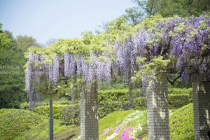 ［6］紫色のカーテンのような藤の花