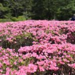 ［6］ピンクと白が眩しいツツジの花