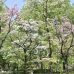 ［6］母の日に慣ればミズキの葉、送ってください