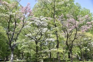 ［6］母の日に慣ればミズキの葉、送ってください