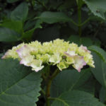 ［6］色がつき始めたアジサイ