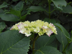 ［6］色がつき始めたアジサイ