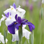 ［6］紫陽花の前には菖蒲でしょ！