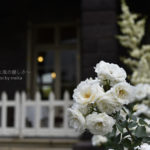 ［6］春の薔薇の美しさに心が踊る