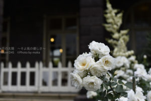 ［6］春の薔薇の美しさに心が踊る