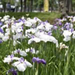 ［6］東京の菖蒲の名所、水元公園