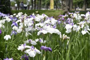 ［6］東京の菖蒲の名所、水元公園