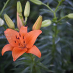 ［6］梅雨を美しい花で乗り切ろう！！